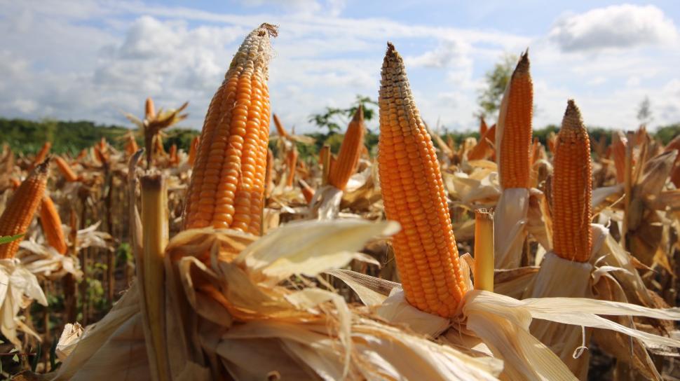 Kebutuhan Jagung Pangan dan Pakan Ternak Terus Meningkat dari Luar Pekanbaru