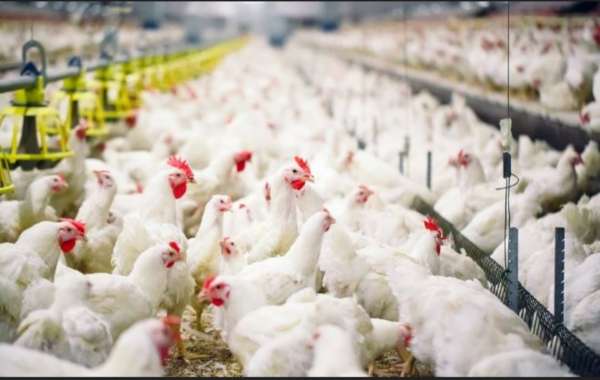 Harga Ayam Ras di Pekanbaru Rp32.000 Perkilogram